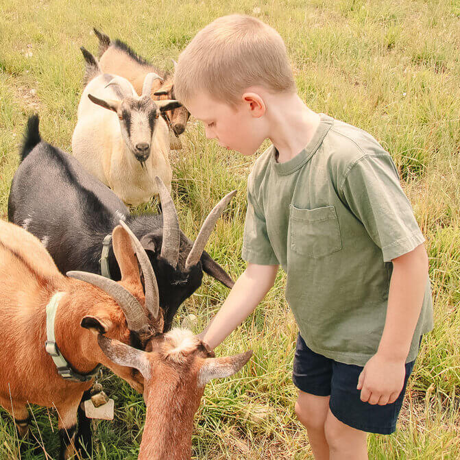 boy feeding goats