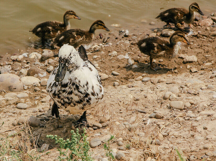 spotted duck