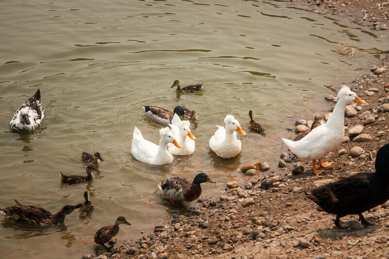 ducks in pond